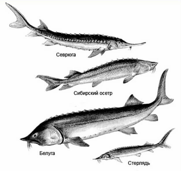 Каспийские виды рыб