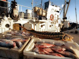 Прямые контакты с рыбодобывающими компаниями это хорошо, но налаживать их долго и хлопотно