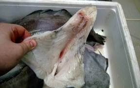 Разрезая наиболее мясистую часть тела рыбы, обеспечиваем просаливание рыбы у позвоночника